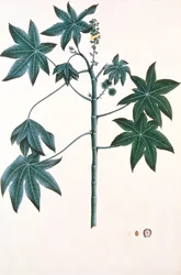 Castor Oil Plant